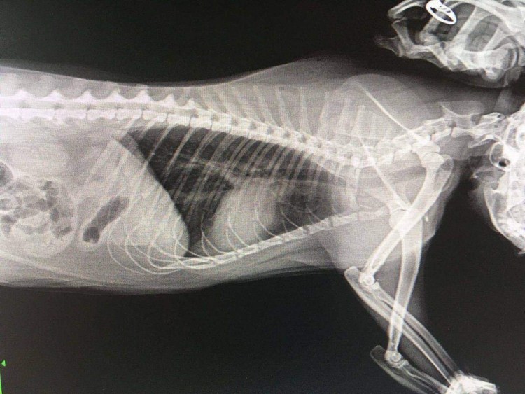 Дисплазия тазобедренного сустава у собак рентген