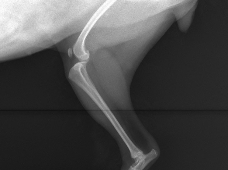 Ветеринарная клиника