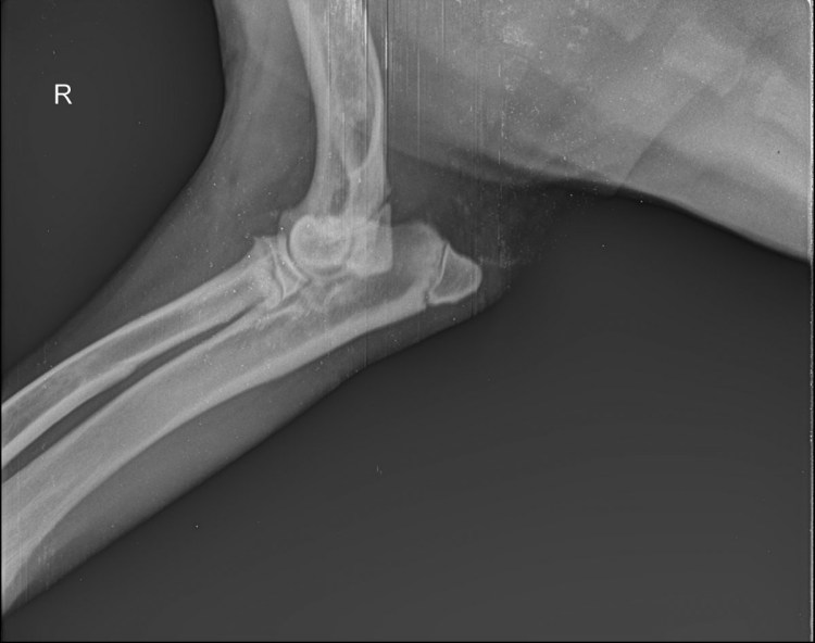 Бронхиальная астма у кошек рентген