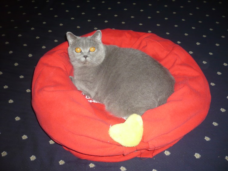 Лежанка для кошки из кофты