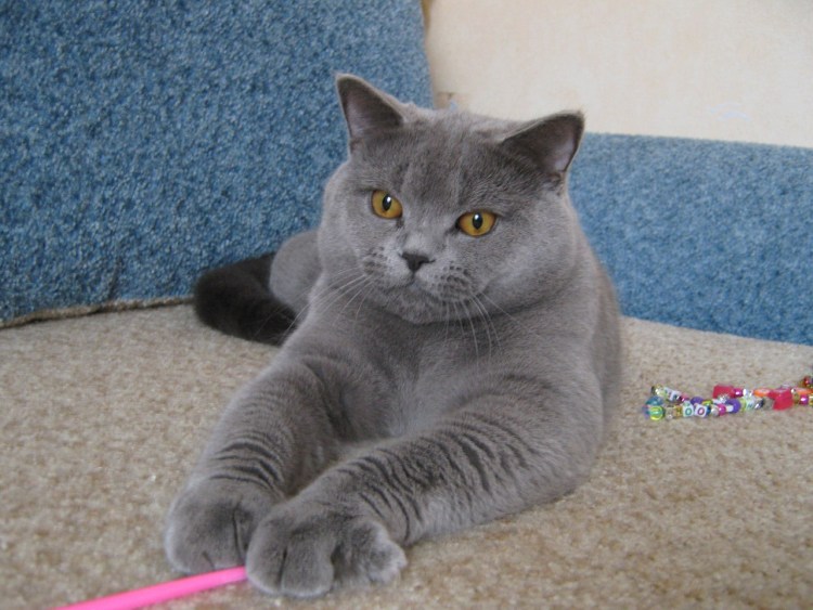 Скоттиш-страйт Шотландская прямоухая