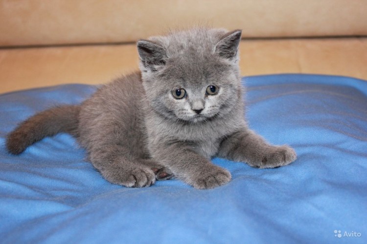 Шотландская скоттиш страйт кошка голубая