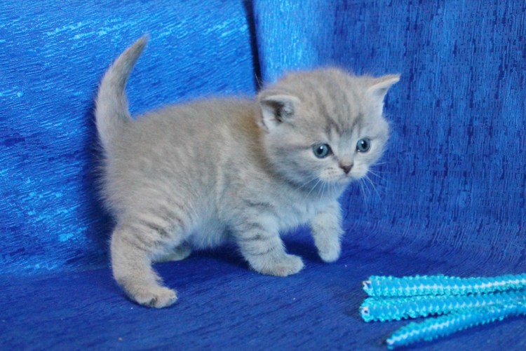 Скоттиш-страйт Шотландская прямоухая