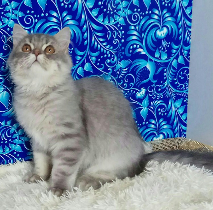 Кот Марсель британец