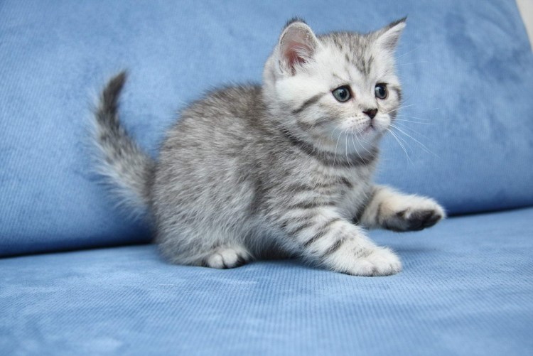 Британец скоттиш страйт вислоухий