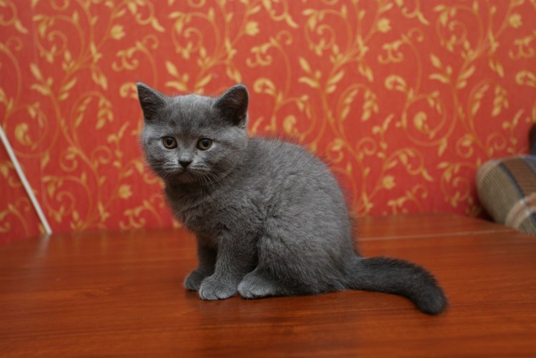 Шотландская страйт голубой табби