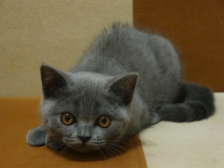 Шотландские котята прямоухие