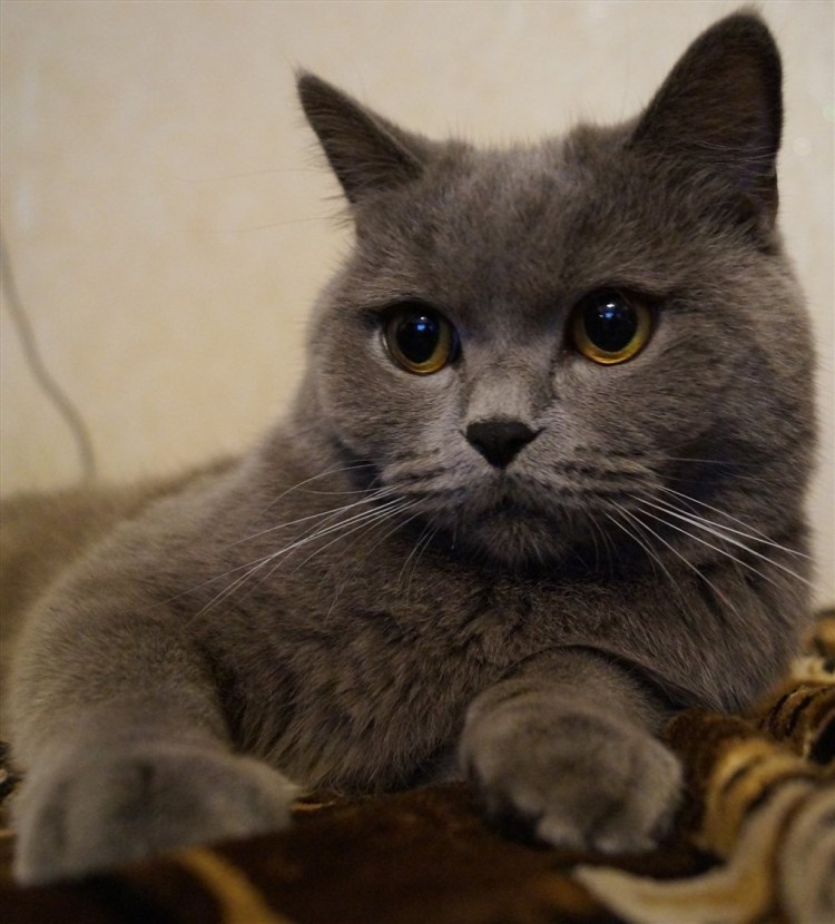 Шотландский кот прямоухий