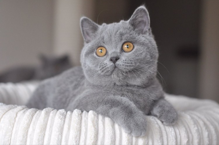 Шотландский скотишскай серый