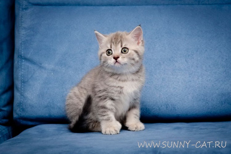 Шотландский хайленд страйт голубой