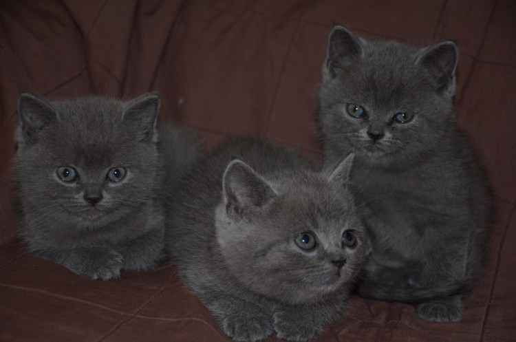 Шотландская голубая кошка прямоухая