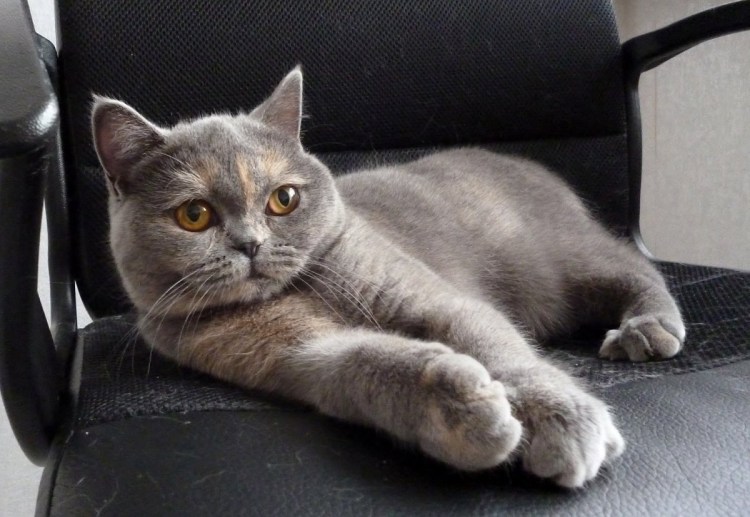 Бритиш страйт кот фото