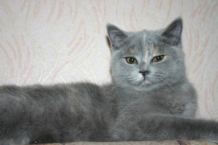 Шотландский скотишишь страйт