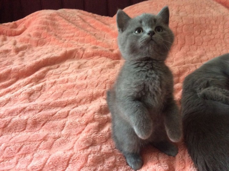 Голубые скоттиш страйт котята