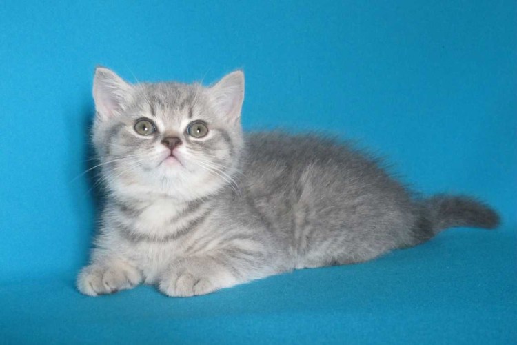 Британская короткошёрстная кошка котята