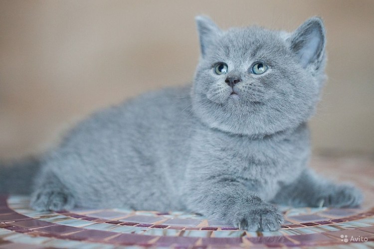 Голубые скоттиш страйт котята