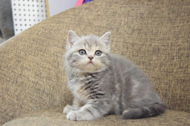 Котята скоттиш страйт голубой табби