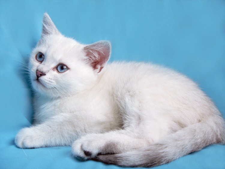 Британец кот