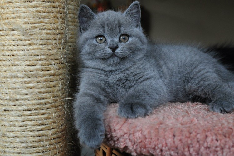 Шотландская голубая кошка прямоухая