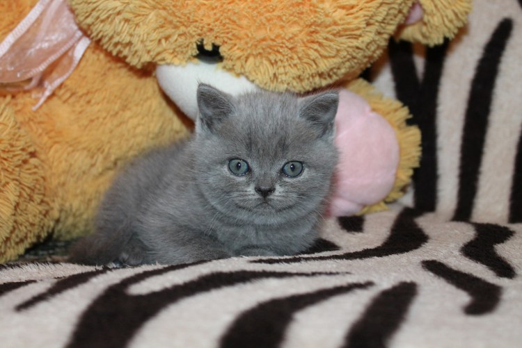 Котята скоттиш страйт прямоухие серый