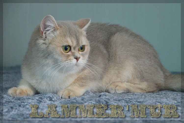 Шотландский кот прямоухий серый