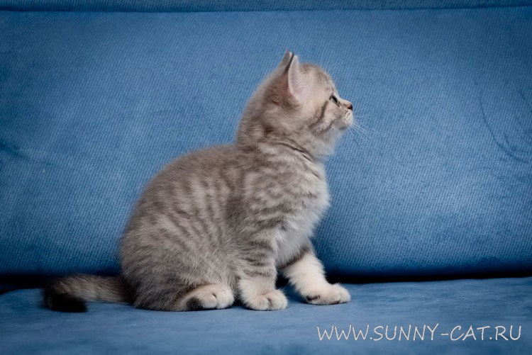 Шотландская короткошерстная шиншилла