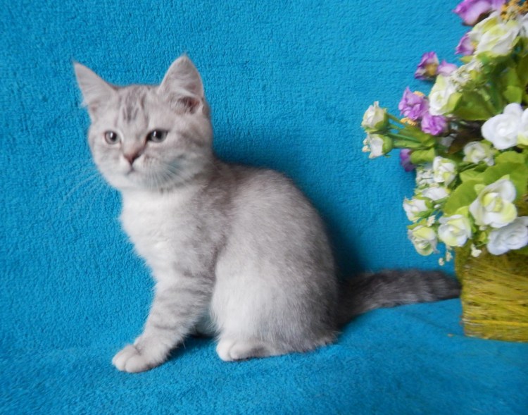 Голубой шотландский котенок прямоухий