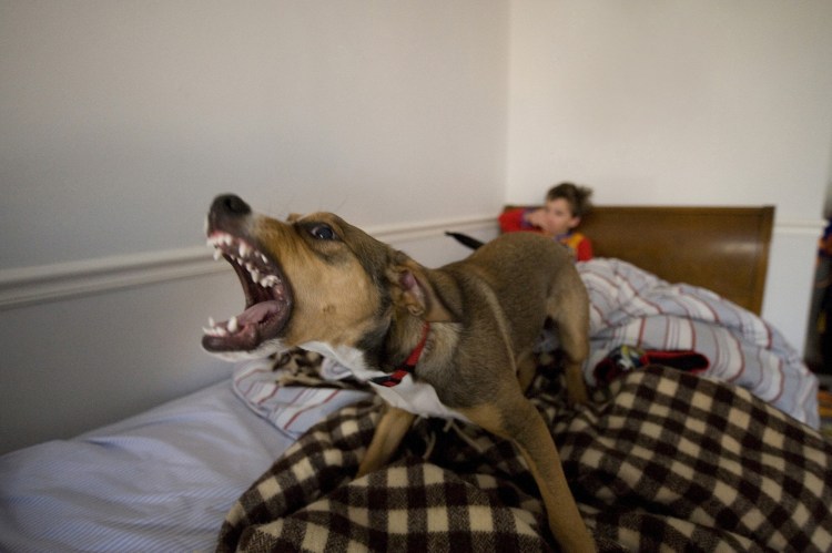 Собаки которые не кусаются