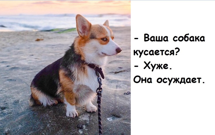 Страшный намордник для собаки