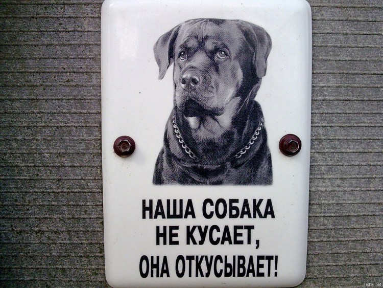 Подушечки лап у лабрадора