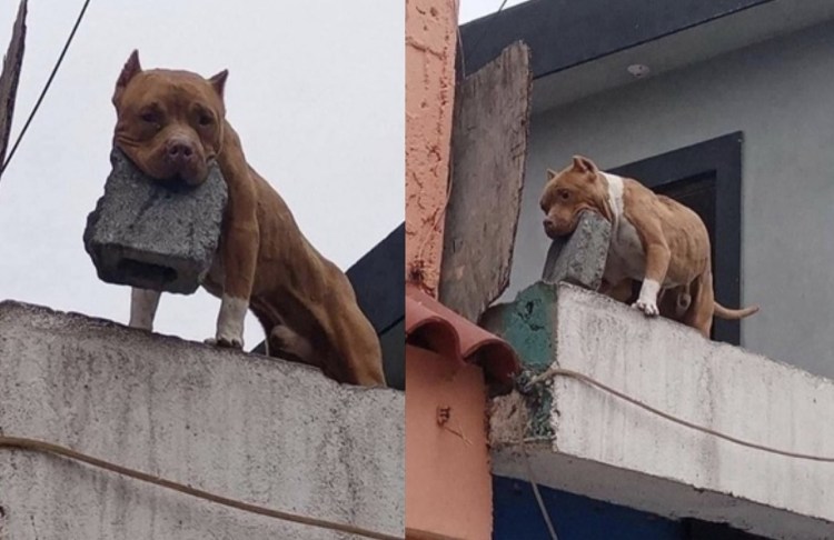 Собака грызет кость в ботинке