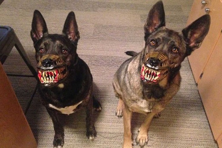 Животные которые не кусаются