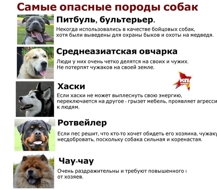 Маленькая злая собака