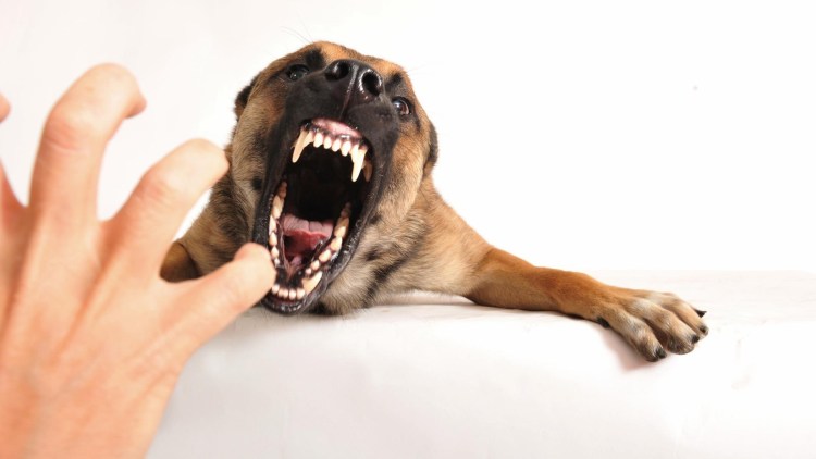 Собаки которые не кусаются