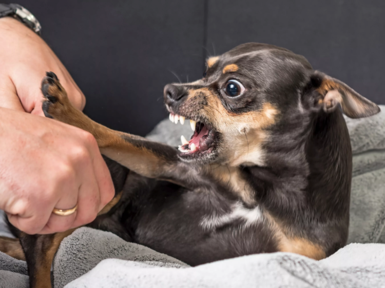 Маламут Аляскинский ги