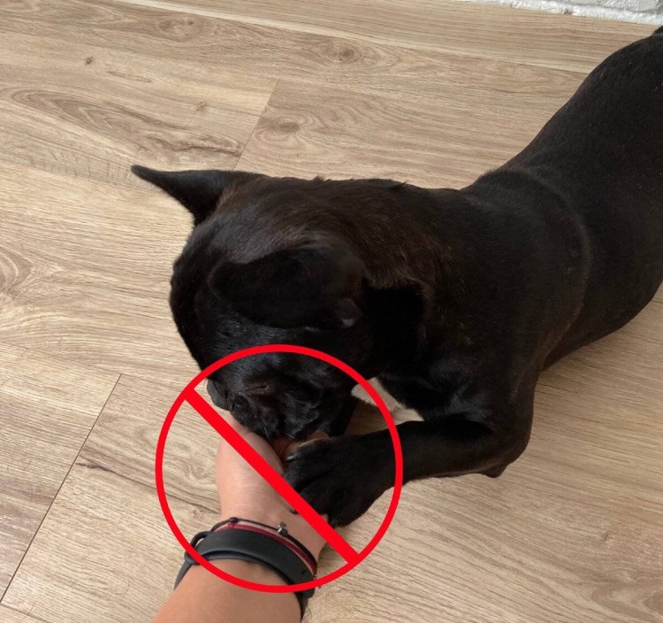 Агрессия собак