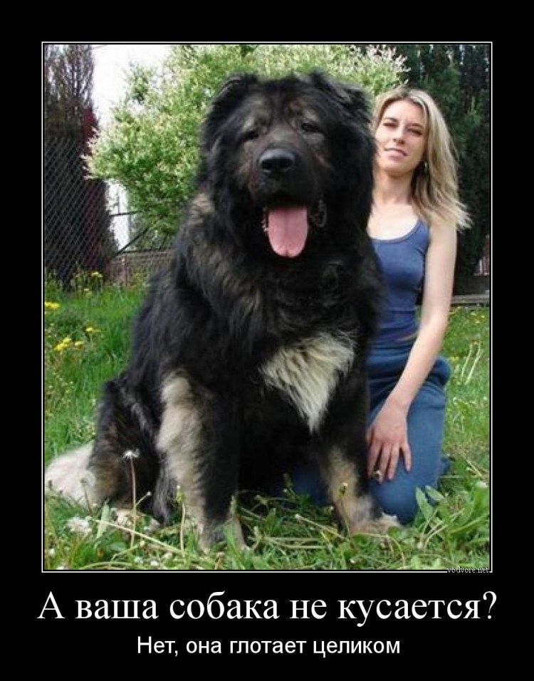 Немецкая овчарка злая