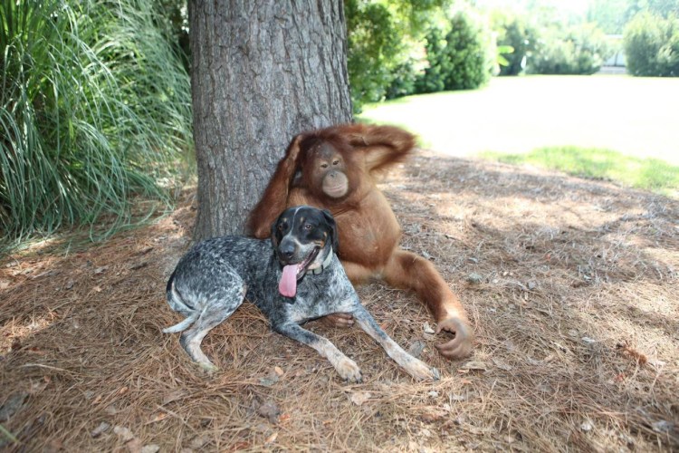 Орангутан Сурия и собака Роско