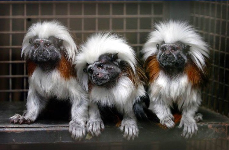 Порода Аффенпинчер