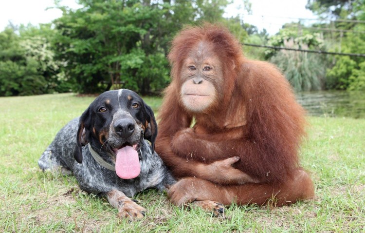 Орангутан Сурия и собака Роско