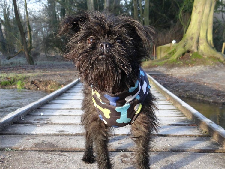 Щенок и обезьянка