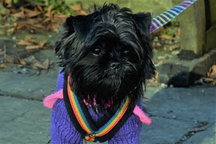 Аффенпинчер Обезьяний пинчер