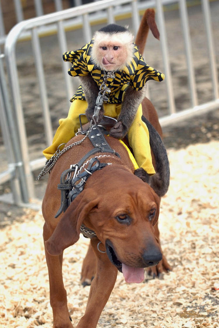 Обезьяний пинчер