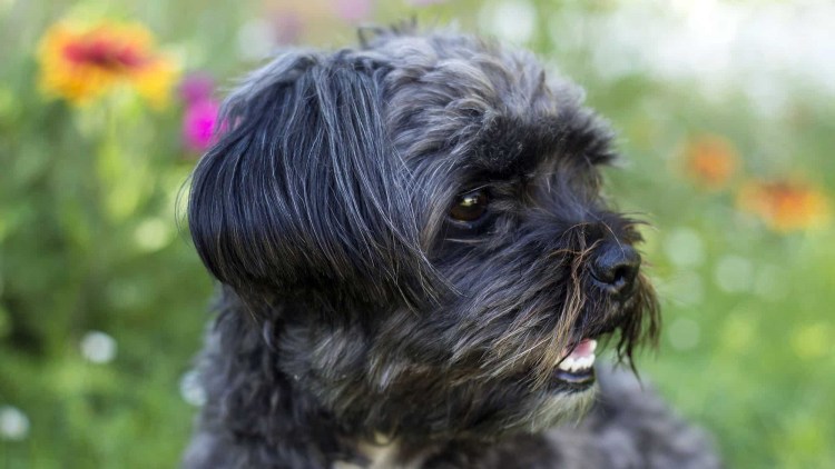 Собака выебала обезьяну