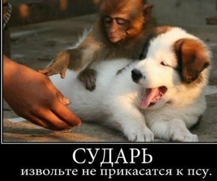 Дружба животных разных видов