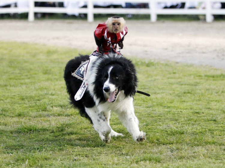 Обезьянка с собачкой