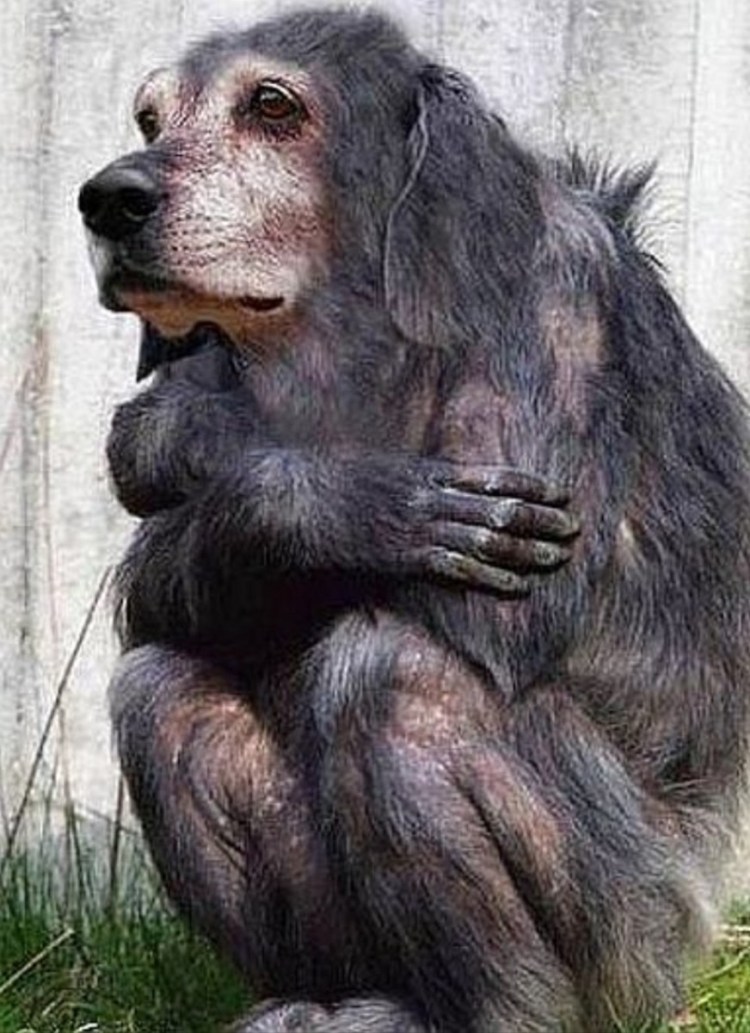 Обезьяна и собака