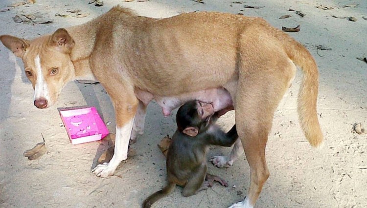 Обезьяна обнимает собаку