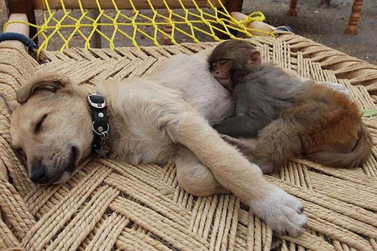 Аффенпинчер пинчер