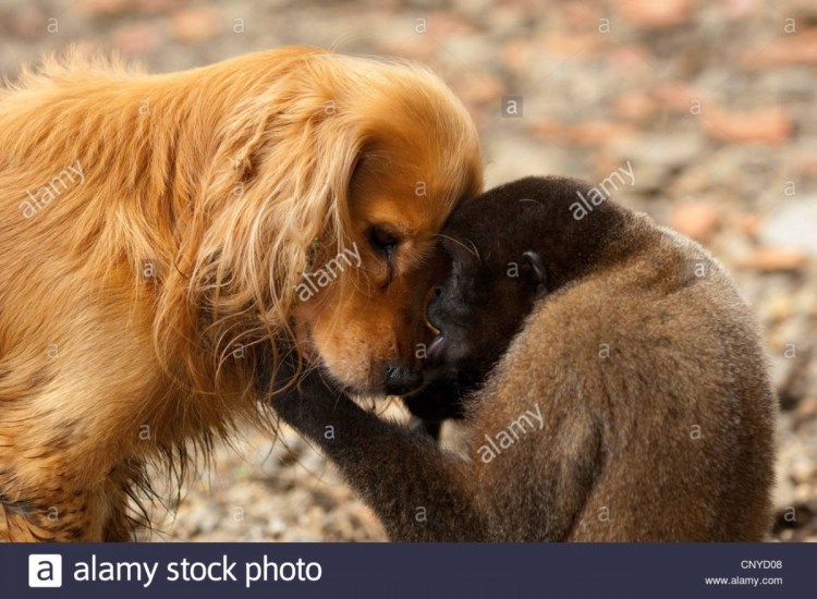 Обезьяна и собака